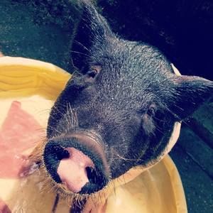 Meet your Posher, Shiloh